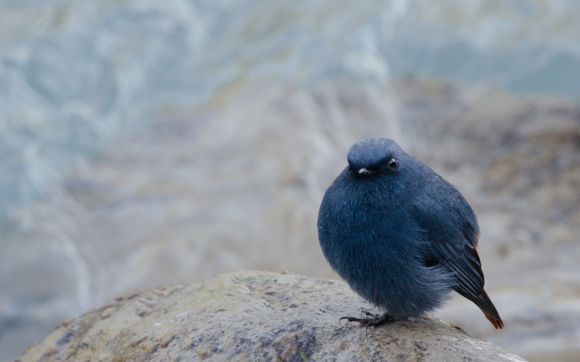 oiseau pain d épice fond pierre assis flou