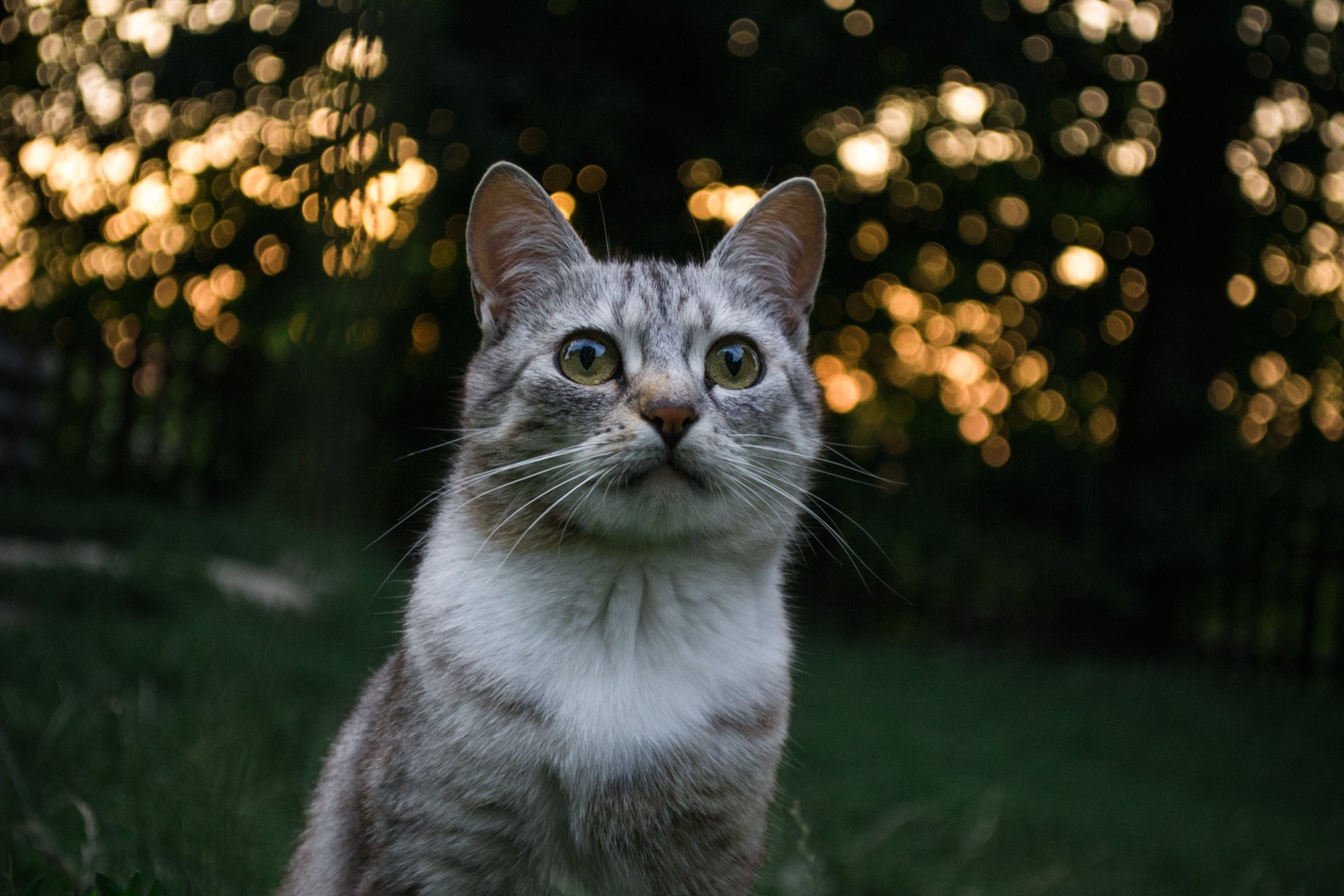 gato coño vista verde tarde puesta de sol paisaje naturaleza retrato