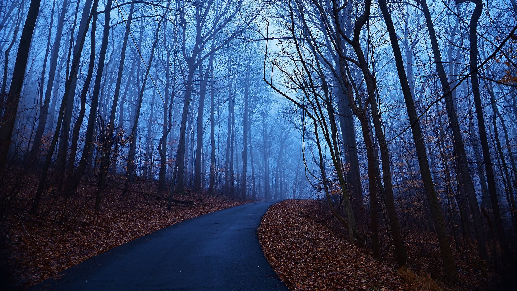 forest blue morning autumn trees dawn fog leave