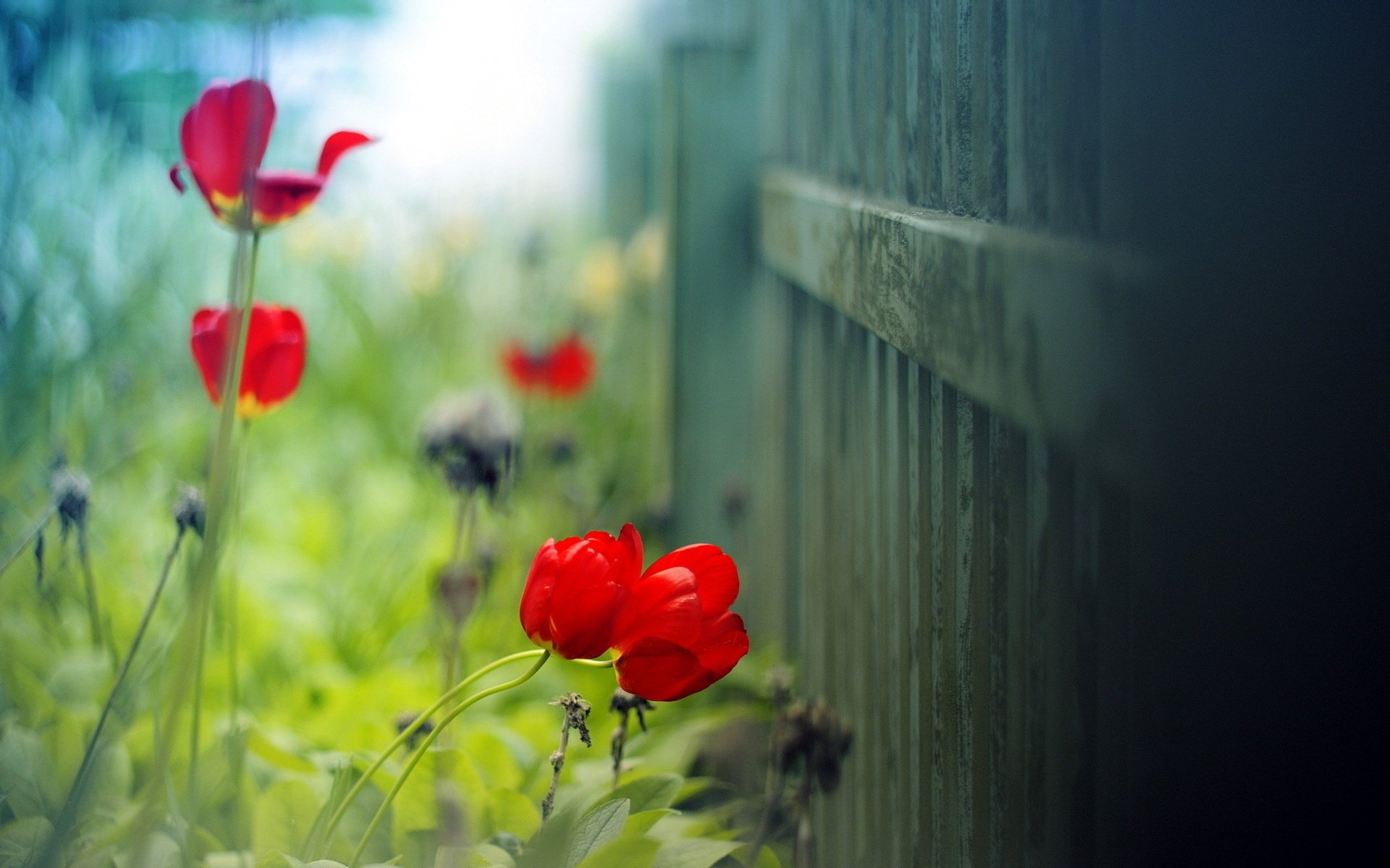 tulip macro summer background light the fence