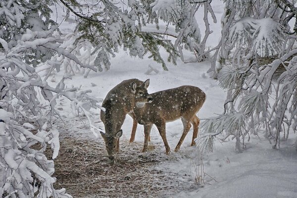 Ciervos en invierno en la nieve
