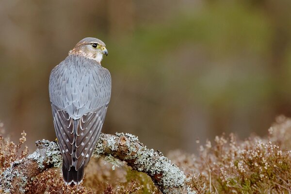 The falcon is a bird of prey, sitting on a branch