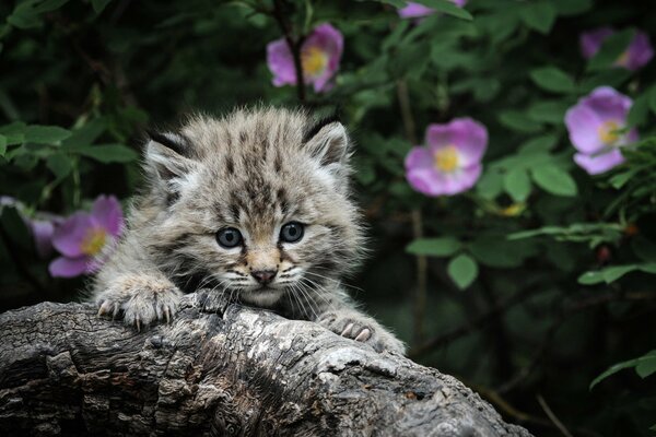 Gattino che tiene gli artigli su un albero nodoso contro un cinorrodo in fiore