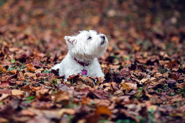 A contented little white dog among the fallen autumn foliage