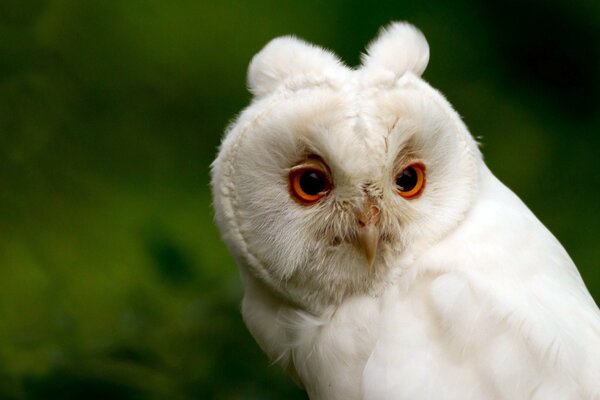 White owl on a green background