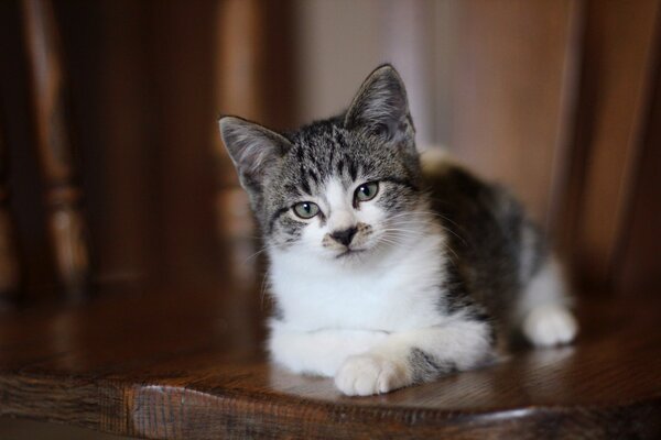 A gray-white kitten with a black nose in the shape of a heart