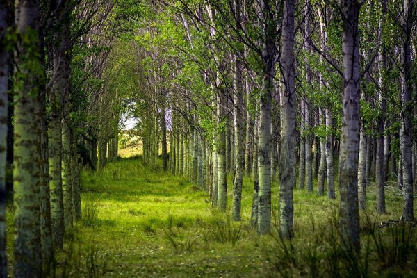 Trees in the summer in the forest nature