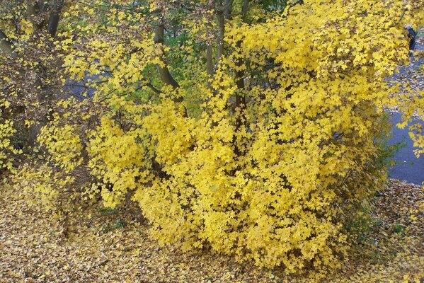 Jesień. żółte drzewo na ulicy