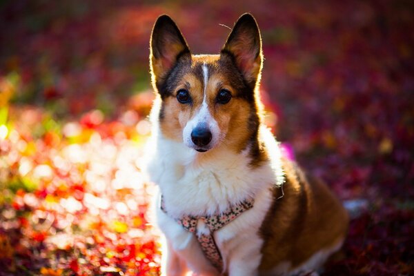 Kleiner Hund mit Schleppe auf Herbsthintergrund