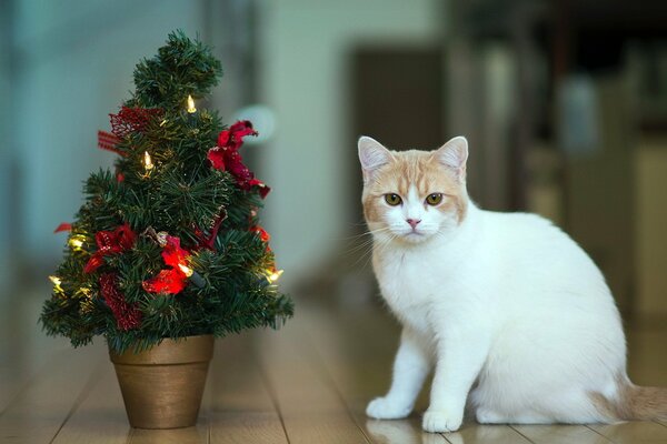 Eine Katze sitzt auf dem Boden neben einem dekorativen Weihnachtsbaum mit einem Weihnachtsbaum