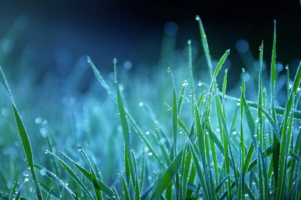 Grünes Gras mit Tau in der Nacht