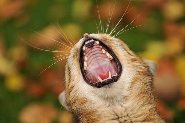 A cat with a gorgeous mustache decided to yawn