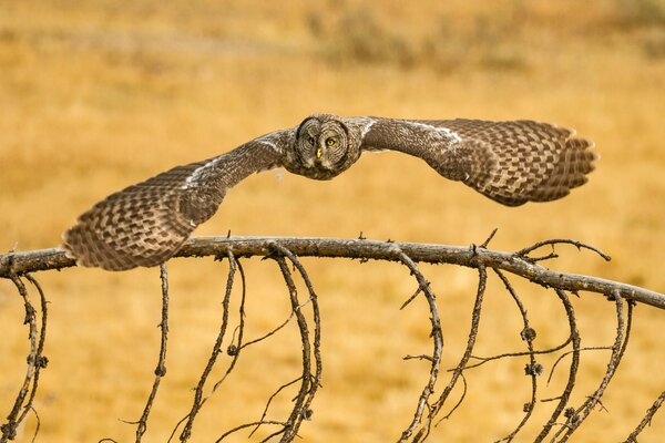 An owl in flight over the ground