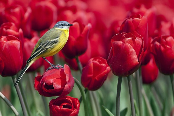 Un oiseau qui vole sur une tulipe