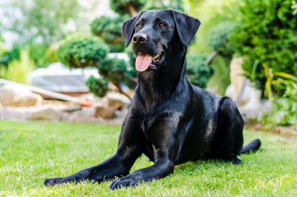 A black dog on a mowed lawn against a background of greenery