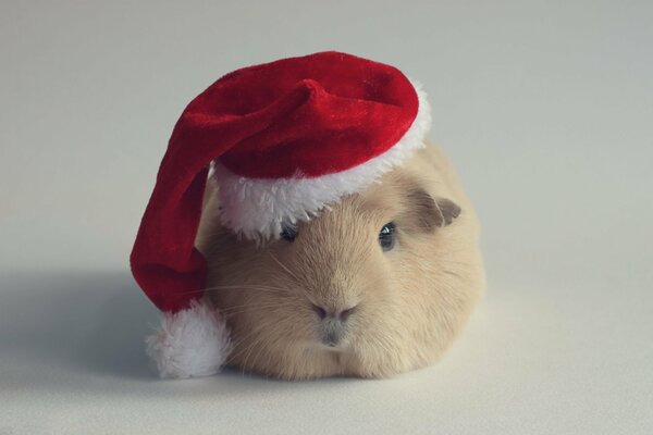 A guinea pig in a Santa Claus hat