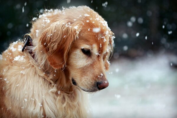 Golden Retriever patrzy na spadające płatki śniegu