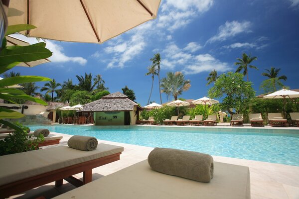 Sun loungers by the pool with palm trees