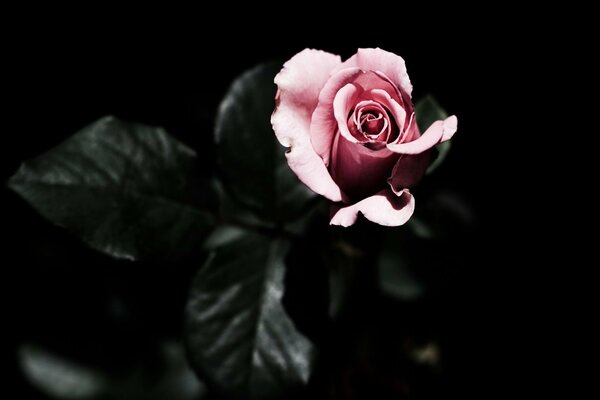 Rosa rosa sobre fondo oscuro