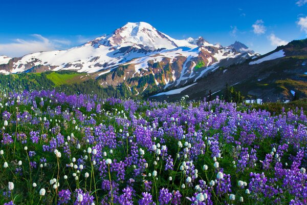 Flores azules en la llanura de montaña