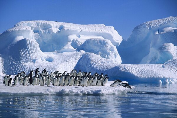 Raccolta di pinguini su un lastrone di ghiaccio