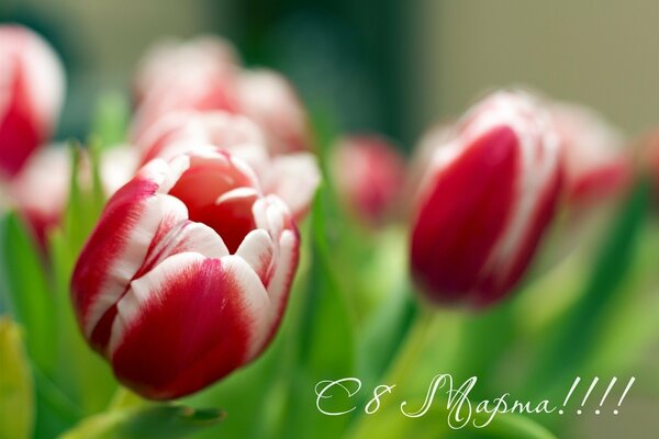 Grußkarte zum 8. März mit Tulpen