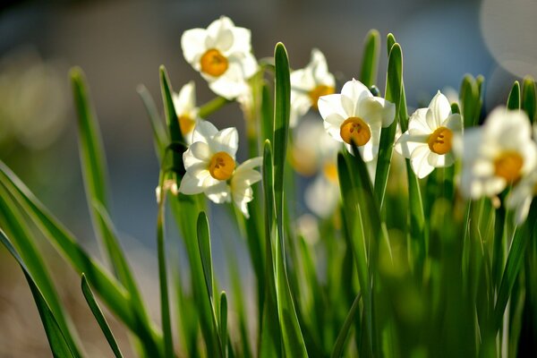 El sol es eterno con flores de narcisos y hojas