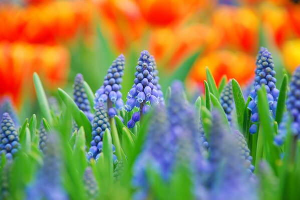 Pole z rozmytymi niebieskimi kolorami makro Muscari