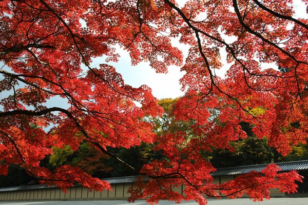 Arce rojo en otoño en Japón