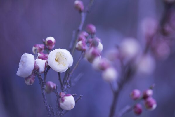 Belles fleurs blanches avec des pétales roses