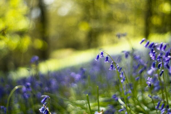 Waldlichtung mit blauen und lila Blüten mit Glocken