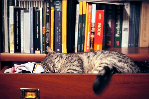 A tabby cat sleeps in a bookcase drawer