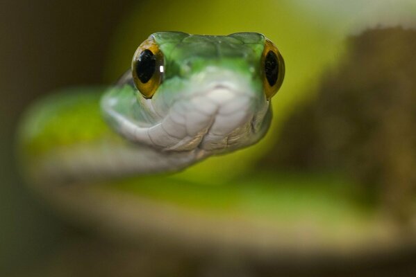 Serpent vert avec des yeux jaunes macro tir