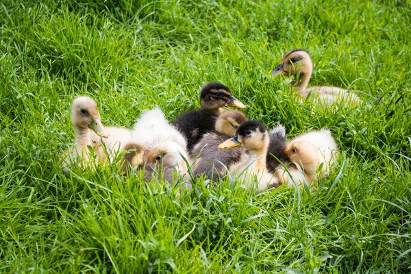 Cute baby ducks in the green grass