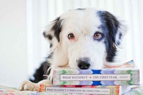 Beau chien a mis sa tête sur une pile de livres