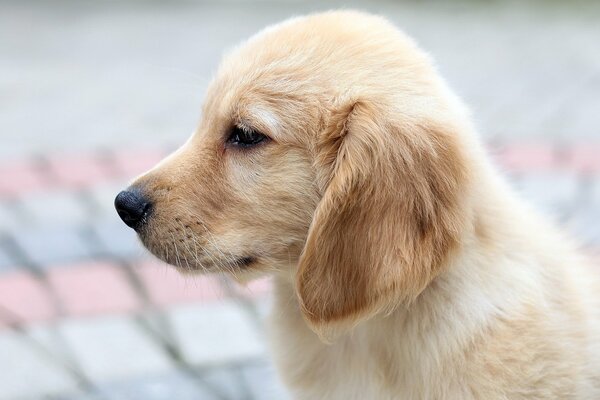 Cream puppy on a background of light paving stones