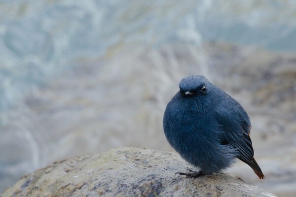 A bird sitting on a rock like a bun