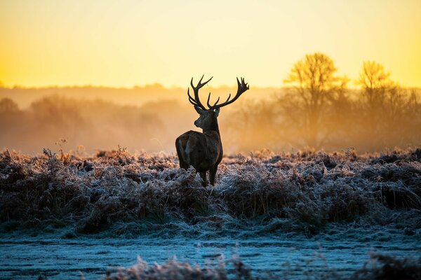 Deer in nature at dawn