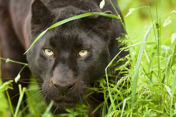 Pantera negra escondida en traveco verde