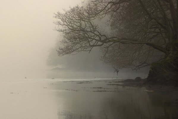 Tree branches on the foggy shore
