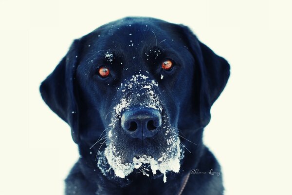 El hocico de un perro negro después de comer nieve