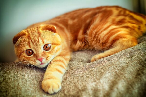 Рыжий вислоухий котик с огненно рыжими глазами