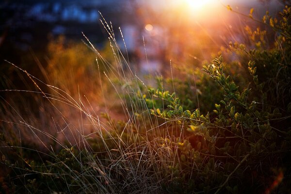 Field grass and bushes at sunset