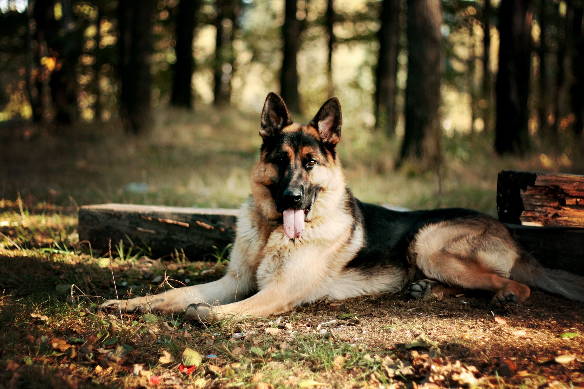 hund schäferhund wald blätter