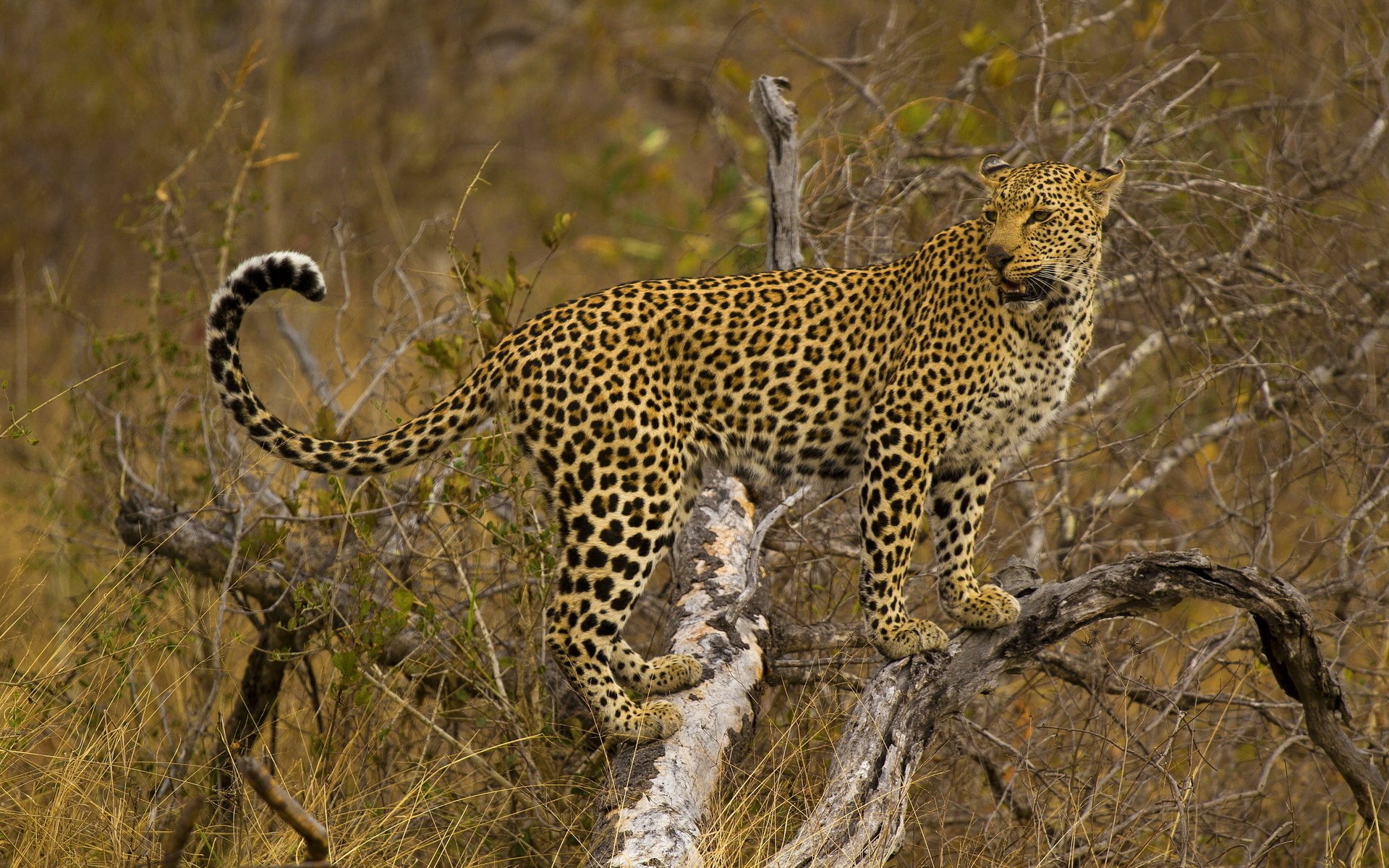 potted cat leopard is tree look