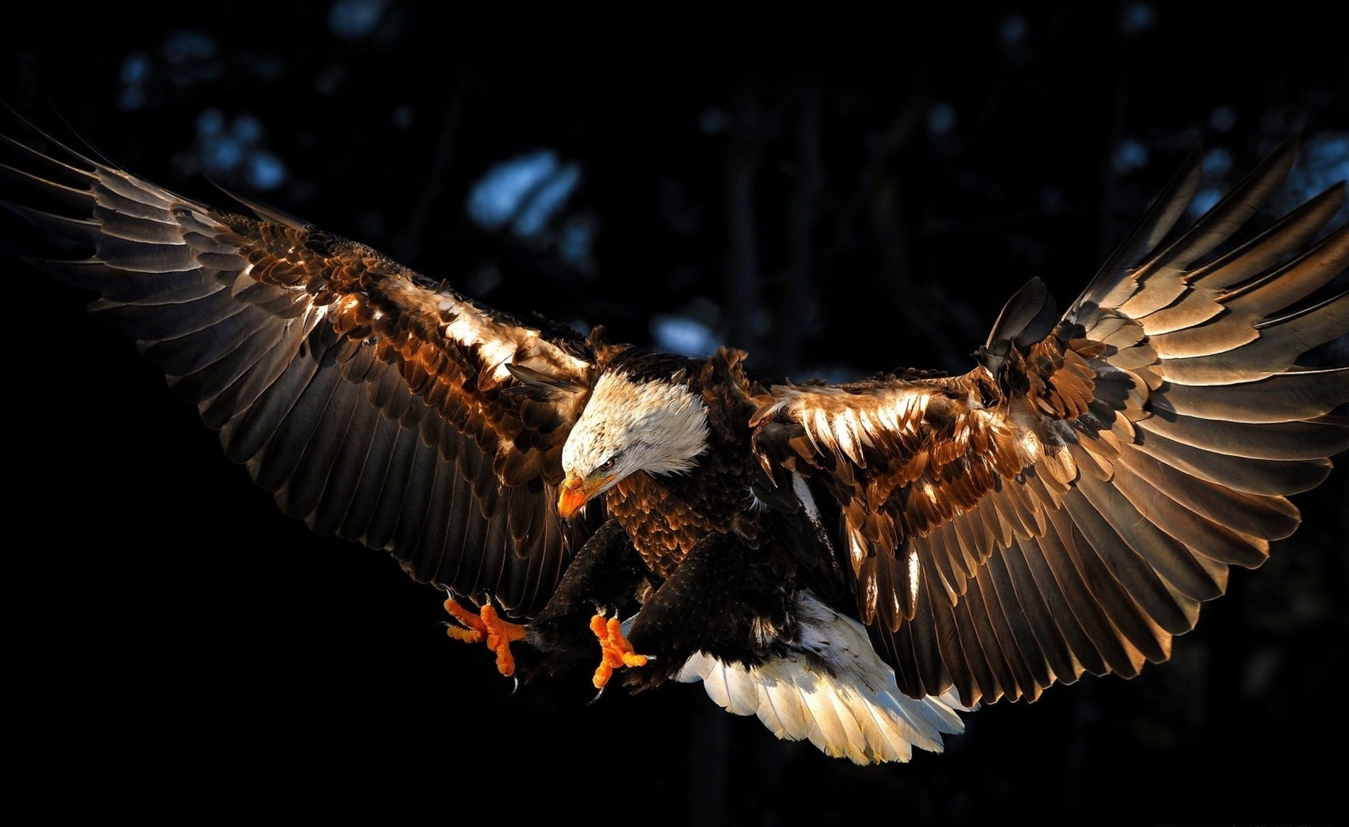 black background hawk