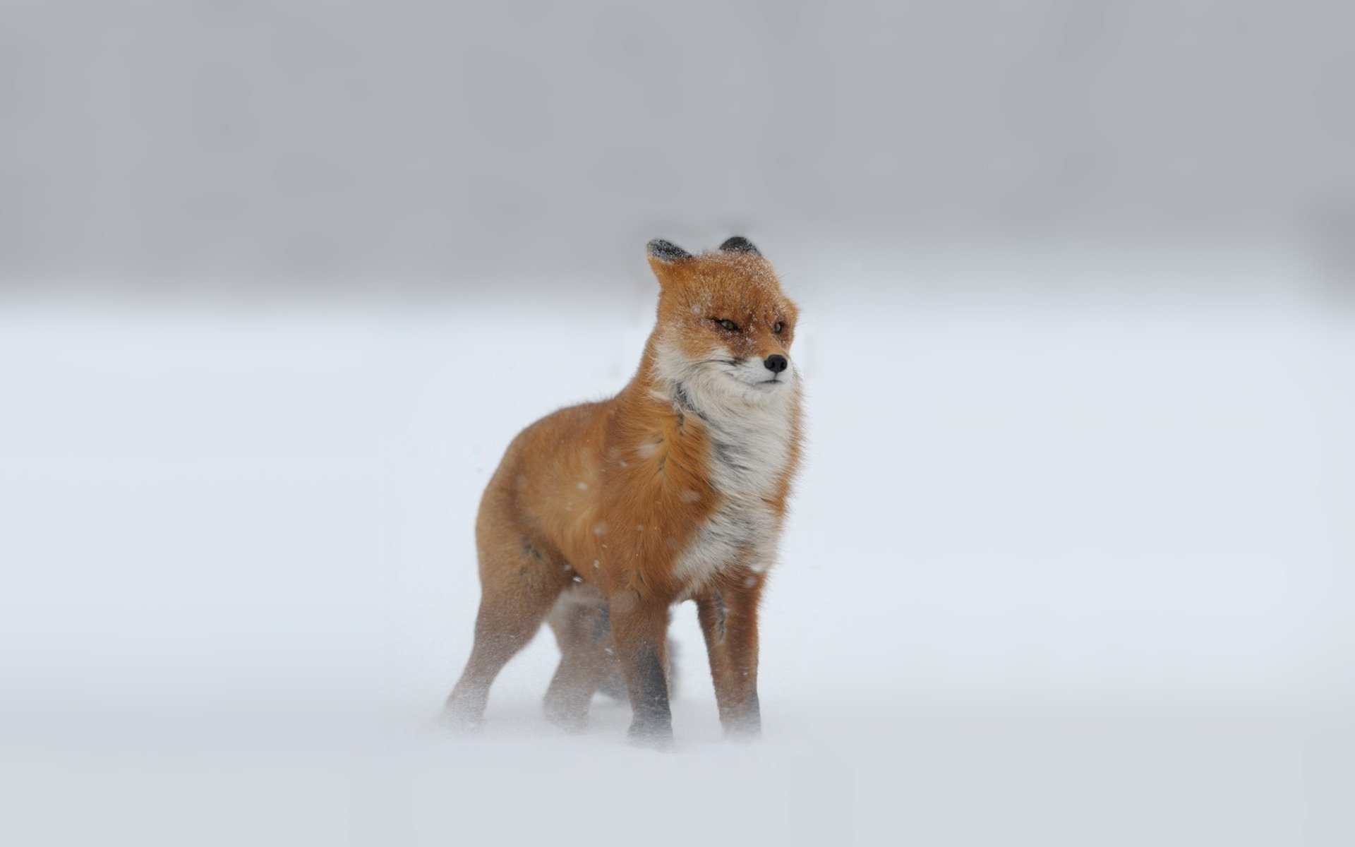 looks snow winter blizzard red fox