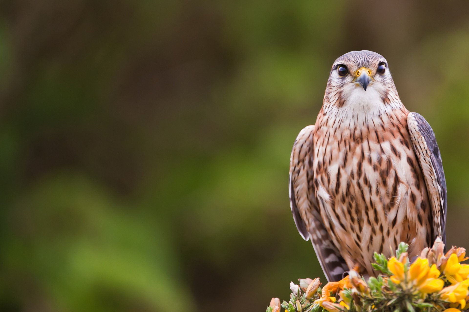 bird merlin gyrfalcon bird look