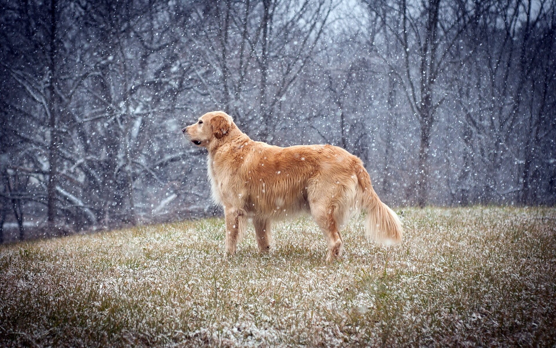 dog winter field