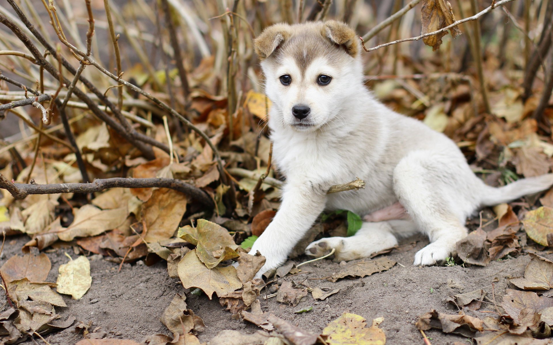 perro laika hojas otoño cachorro